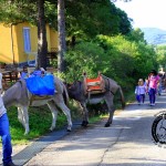 Asilo di Marina di Campo