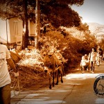 Asilo di Marina di Campo