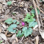 Asilo di Portoferraio