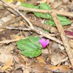 Asilo di Portoferraio