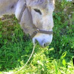 Scuole Medie Marina di Campo